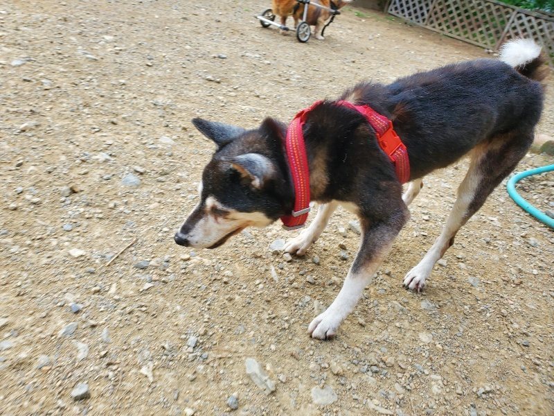 f:id:roukenhome-ann:20190930144743j:plain