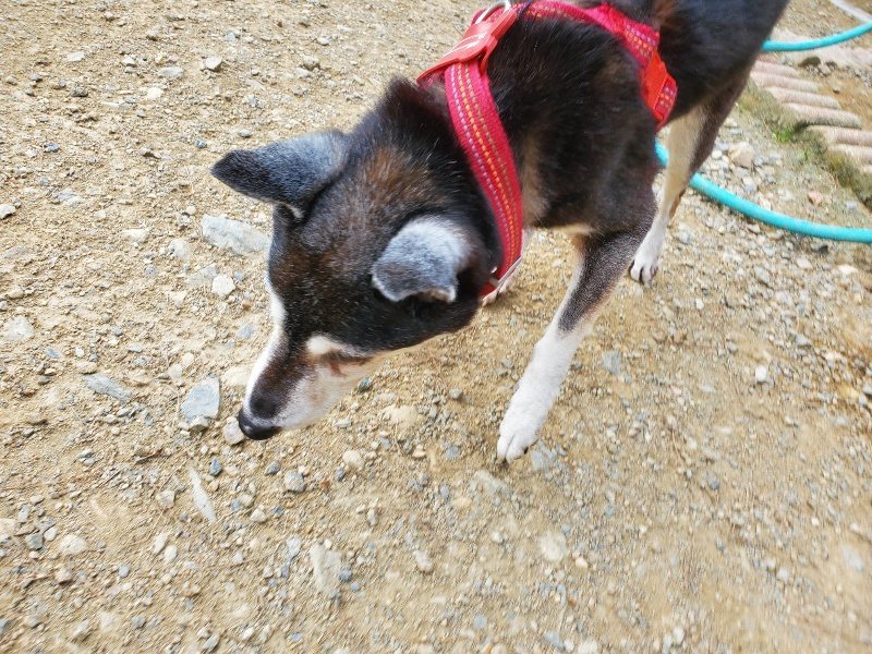 f:id:roukenhome-ann:20190930144758j:plain