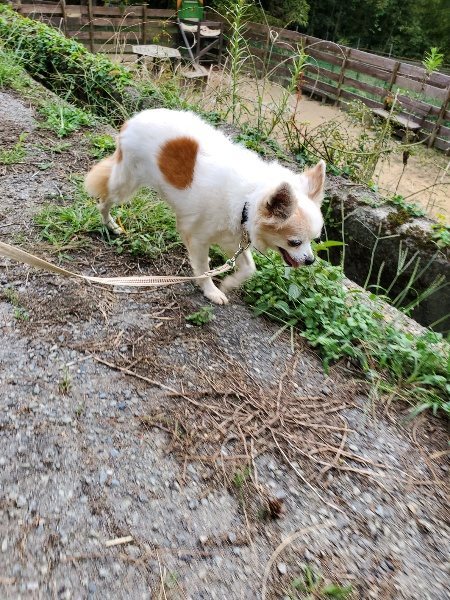 f:id:roukenhome-ann:20190930150411j:plain