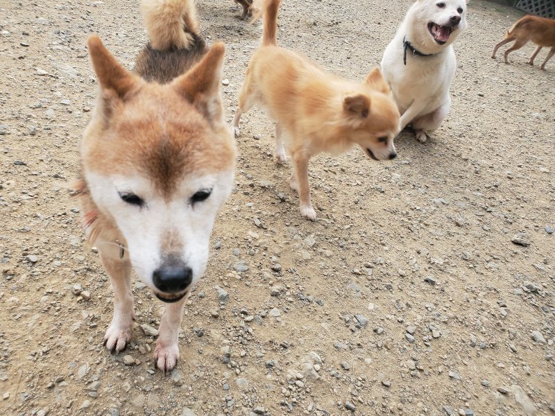 f:id:roukenhome-ann:20191001085940j:plain
