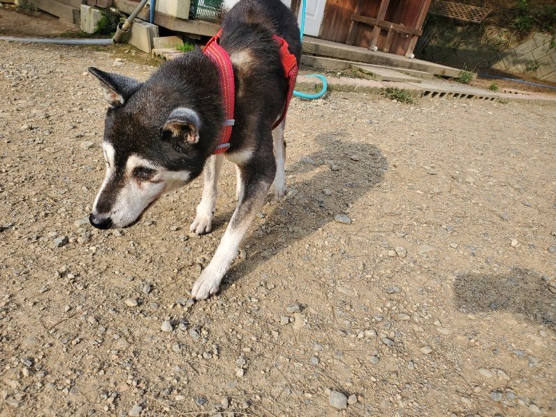 f:id:roukenhome-ann:20191001093453j:plain