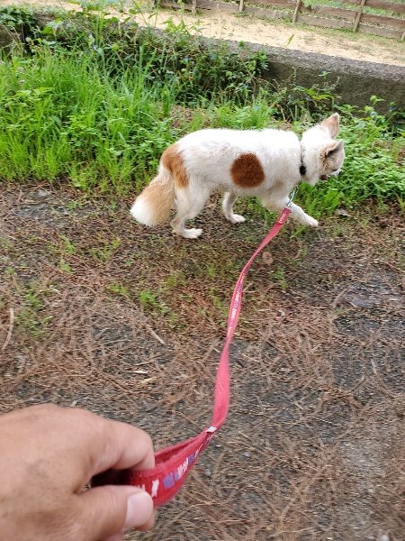 f:id:roukenhome-ann:20191002224213j:plain