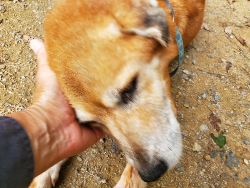f:id:roukenhome-ann:20191002230104j:plain