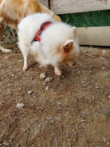 f:id:roukenhome-ann:20191003045843j:plain