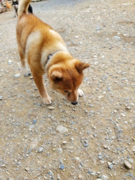 f:id:roukenhome-ann:20191003050046j:plain