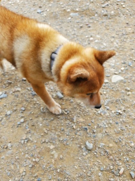 f:id:roukenhome-ann:20191003050050j:plain