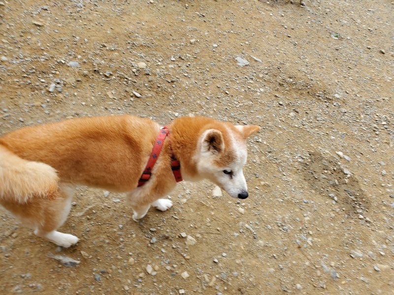 f:id:roukenhome-ann:20191003050919j:plain