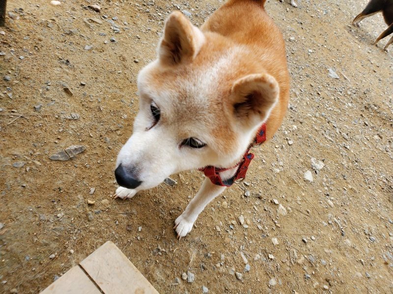 f:id:roukenhome-ann:20191003050924j:plain