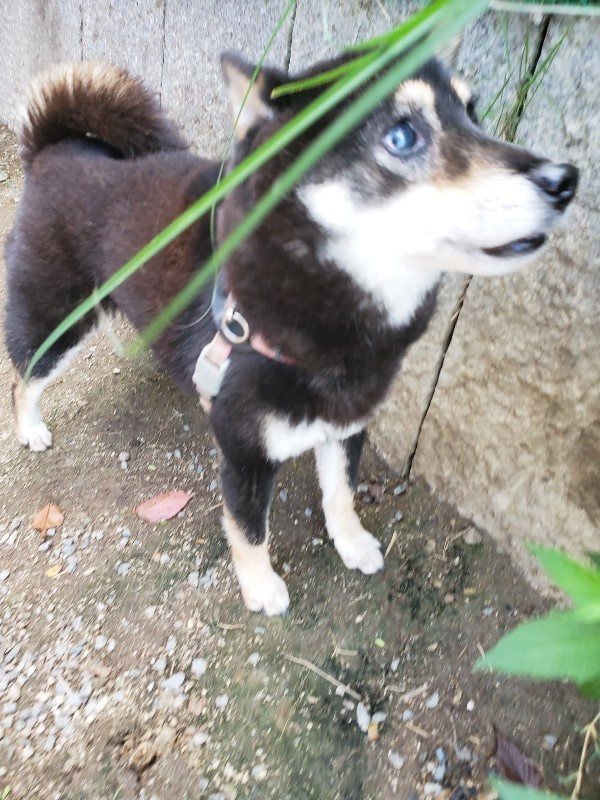 f:id:roukenhome-ann:20191003130030j:plain f:id:roukenhome-ann:20191003130030j:plain