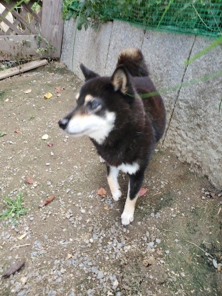 f:id:roukenhome-ann:20191003130035j:plain f:id:roukenhome-ann:20191003130035j:plain