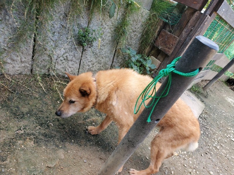 f:id:roukenhome-ann:20191003130307j:plain f:id:roukenhome-ann:20191003130307j:plain