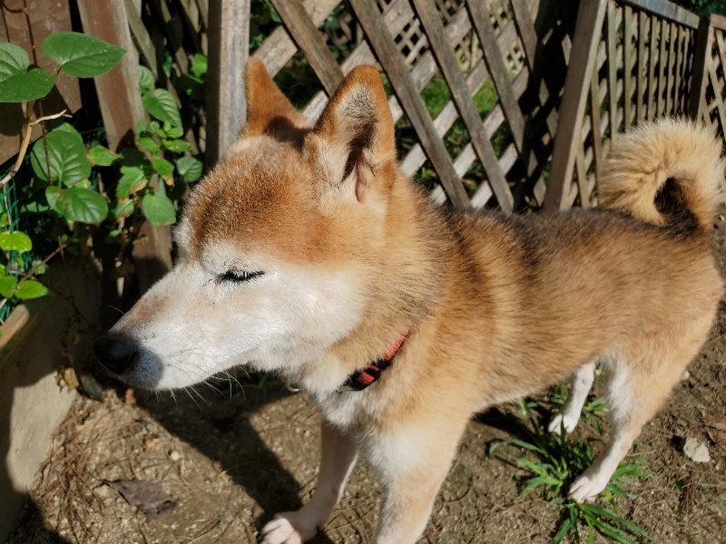 f:id:roukenhome-ann:20191003130554j:plain f:id:roukenhome-ann:20191003130554j:plain