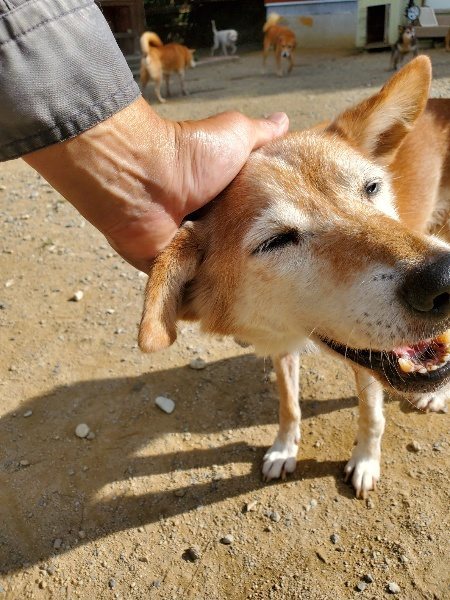 f:id:roukenhome-ann:20191003130645j:plain f:id:roukenhome-ann:20191003130645j:plain