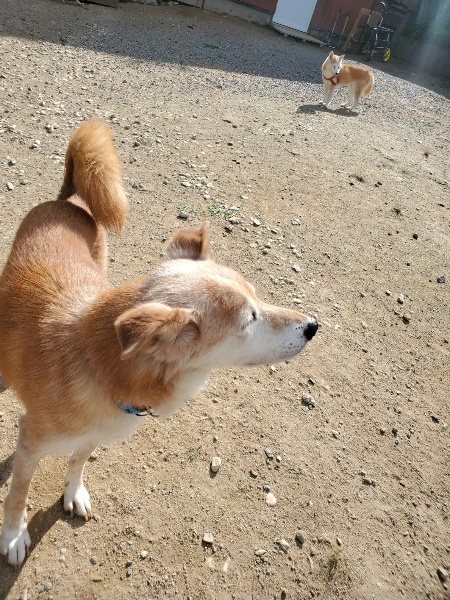 f:id:roukenhome-ann:20191003130711j:plain f:id:roukenhome-ann:20191003130711j:plain