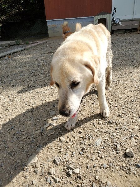 f:id:roukenhome-ann:20191003130731j:plain f:id:roukenhome-ann:20191003130731j:plain