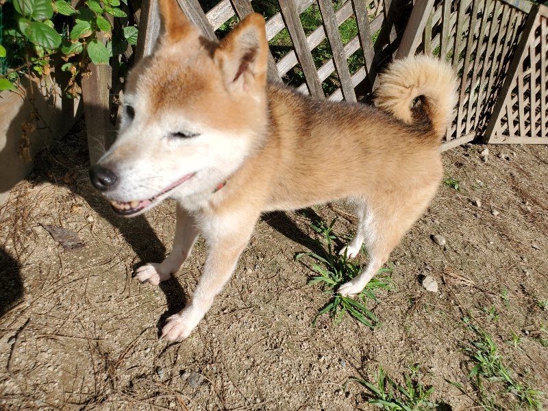 f:id:roukenhome-ann:20191003134945j:plain f:id:roukenhome-ann:20191003134945j:plain