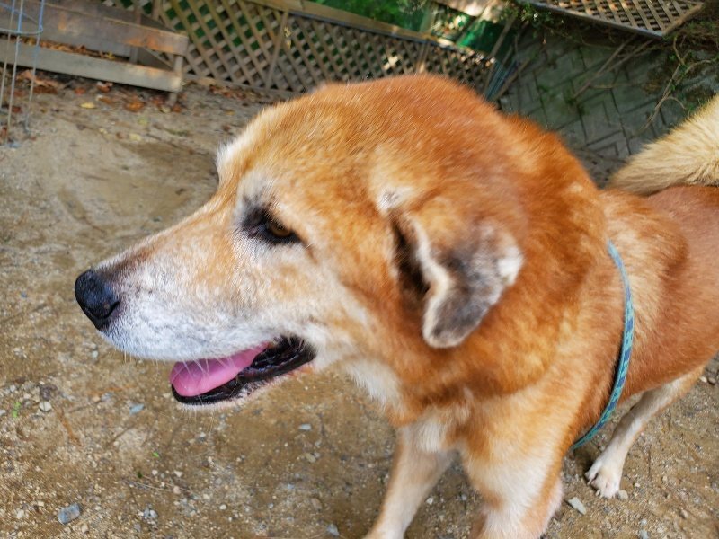 f:id:roukenhome-ann:20191003135558j:plain f:id:roukenhome-ann:20191003135558j:plain