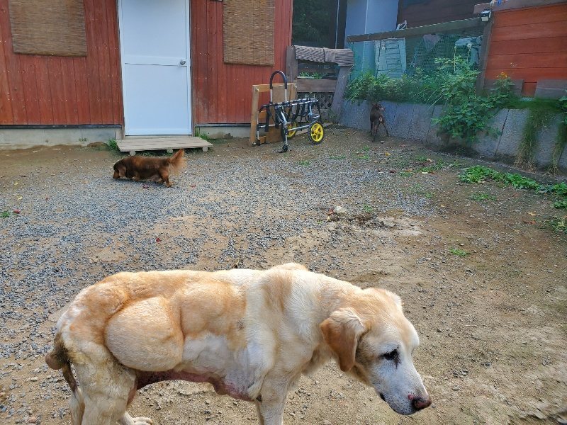 f:id:roukenhome-ann:20191003145130j:plain