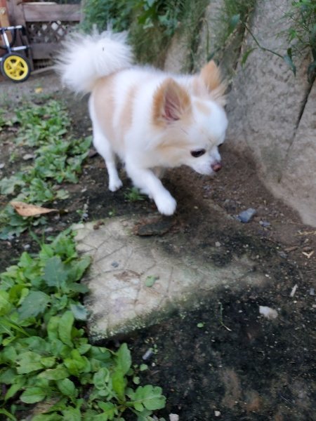 f:id:roukenhome-ann:20191003153031j:plain