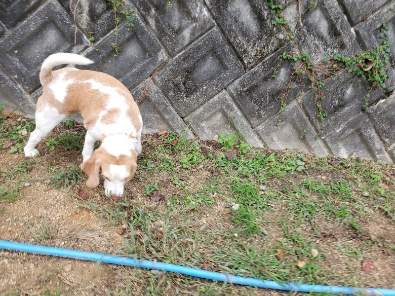 f:id:roukenhome-ann:20191005075829j:plain f:id:roukenhome-ann:20191005075829j:plain