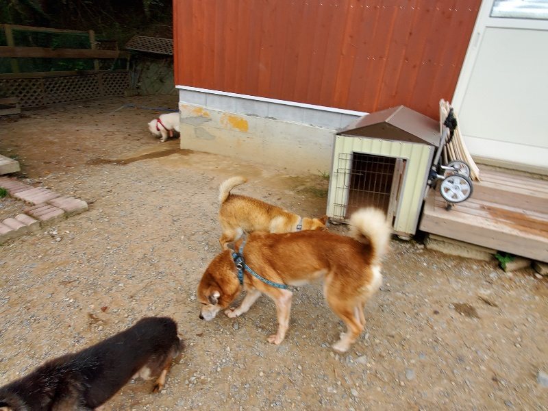 f:id:roukenhome-ann:20191007185247j:plain f:id:roukenhome-ann:20191007185247j:plain