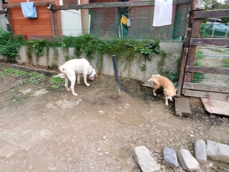 f:id:roukenhome-ann:20191007191205j:plain f:id:roukenhome-ann:20191007191205j:plain