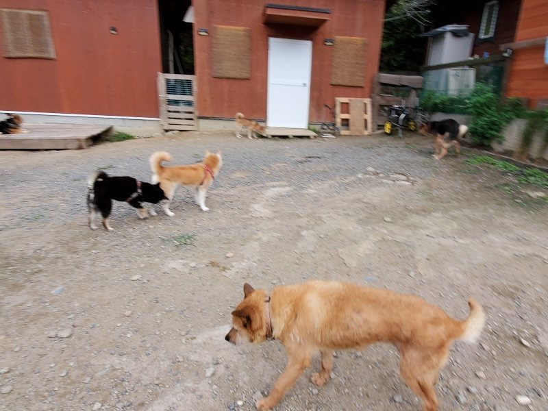 f:id:roukenhome-ann:20191007191215j:plain f:id:roukenhome-ann:20191007191215j:plain