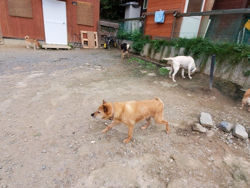 f:id:roukenhome-ann:20191007191235j:plain f:id:roukenhome-ann:20191007191235j:plain