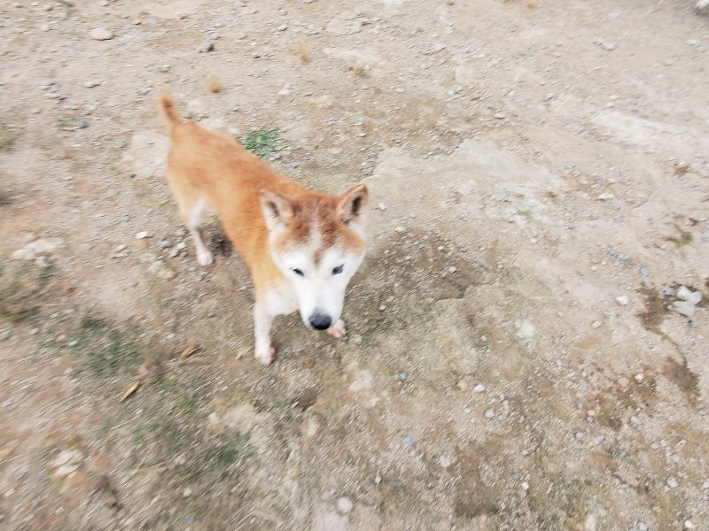 f:id:roukenhome-ann:20191007191359j:plain f:id:roukenhome-ann:20191007191359j:plain