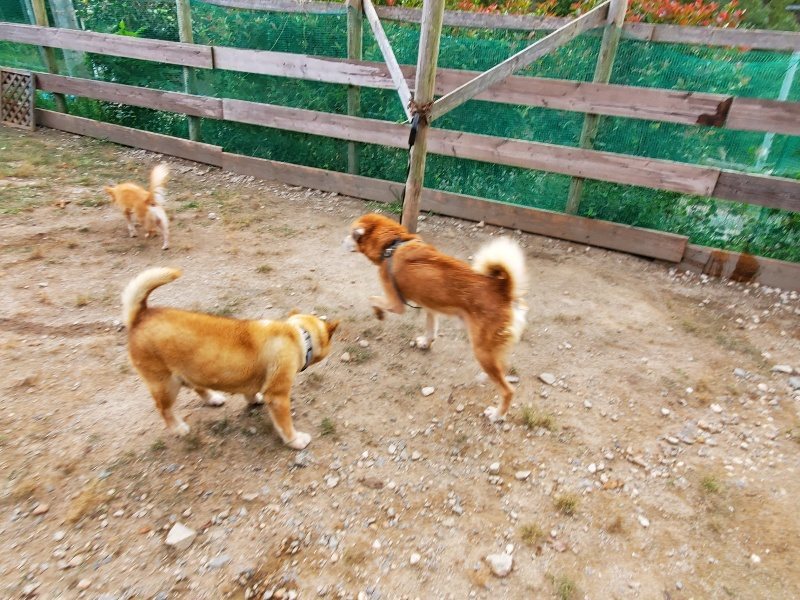f:id:roukenhome-ann:20191007191636j:plain f:id:roukenhome-ann:20191007191636j:plain
