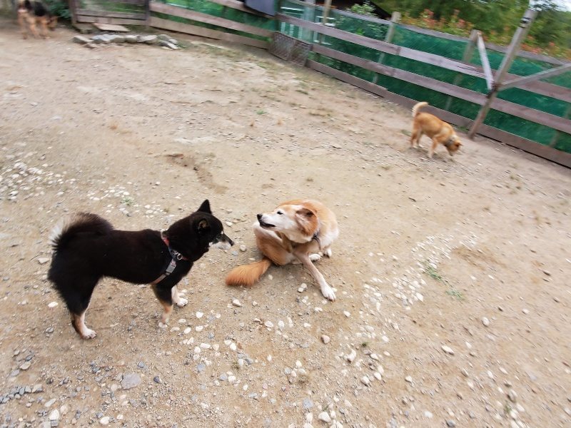 f:id:roukenhome-ann:20191007191732j:plain f:id:roukenhome-ann:20191007191732j:plain