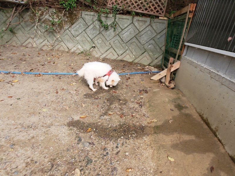 f:id:roukenhome-ann:20191007194140j:plain f:id:roukenhome-ann:20191007194140j:plain