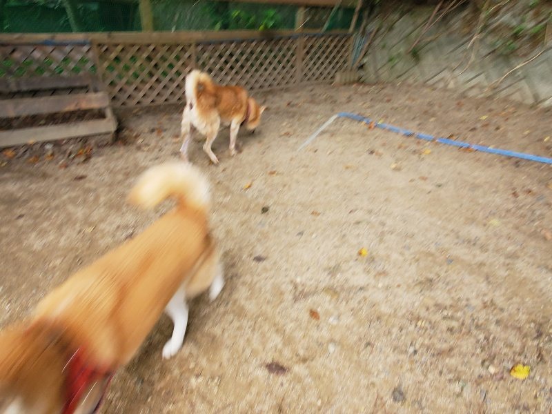 f:id:roukenhome-ann:20191007194146j:plain f:id:roukenhome-ann:20191007194146j:plain