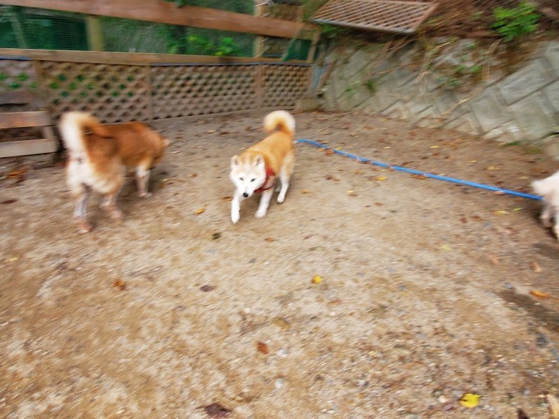 f:id:roukenhome-ann:20191007194203j:plain f:id:roukenhome-ann:20191007194203j:plain