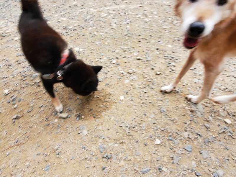 f:id:roukenhome-ann:20191007194421j:plain f:id:roukenhome-ann:20191007194421j:plain