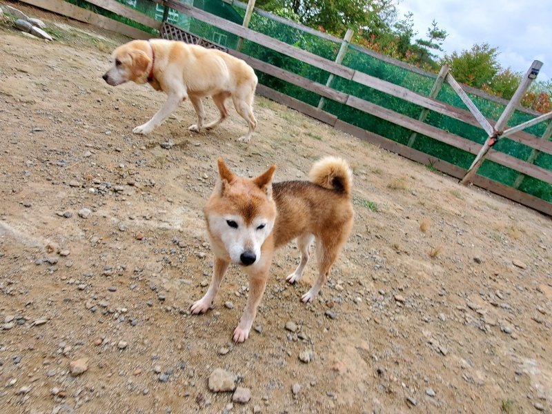 f:id:roukenhome-ann:20191007194713j:plain f:id:roukenhome-ann:20191007194713j:plain