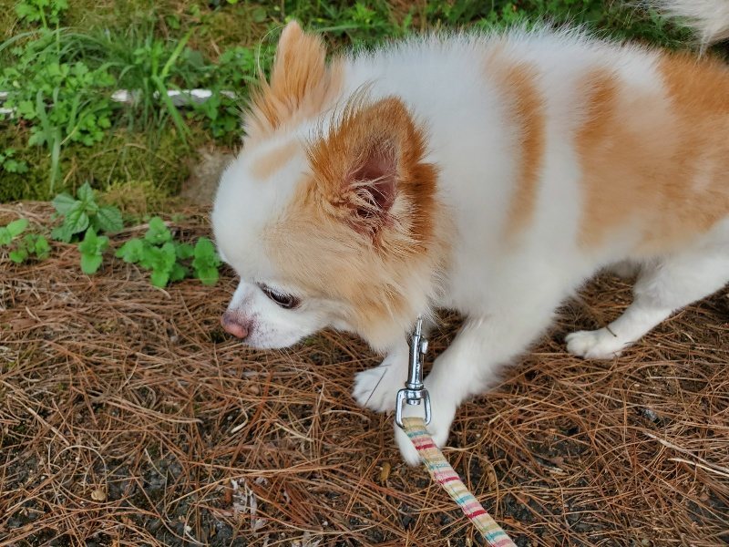 f:id:roukenhome-ann:20191008113614j:plain