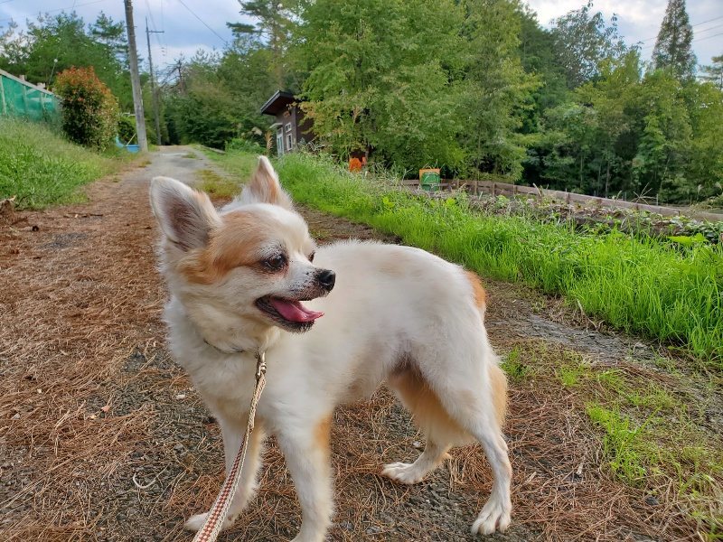 f:id:roukenhome-ann:20191008113624j:plain