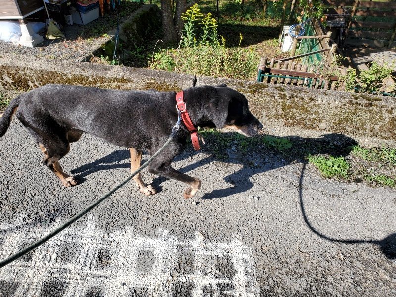 f:id:roukenhome-ann:20191009194310j:plain
