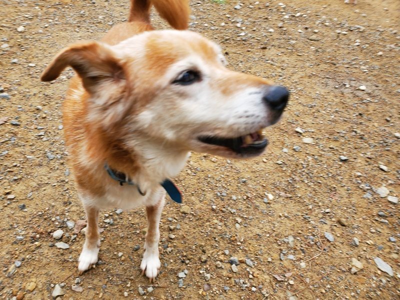 f:id:roukenhome-ann:20191010082349j:plain