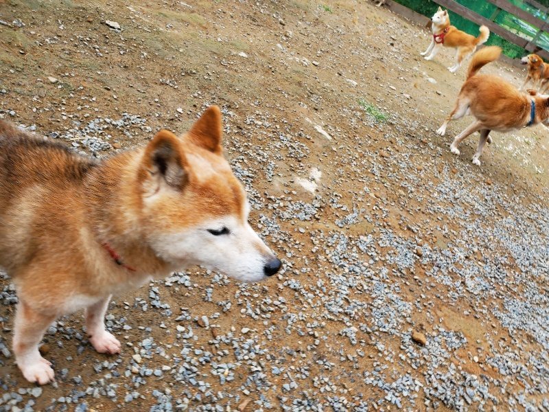 f:id:roukenhome-ann:20191010082600j:plain