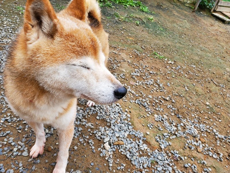 f:id:roukenhome-ann:20191010082635j:plain