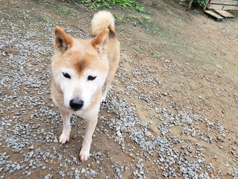 f:id:roukenhome-ann:20191010082650j:plain