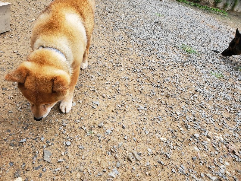 f:id:roukenhome-ann:20191010082721j:plain