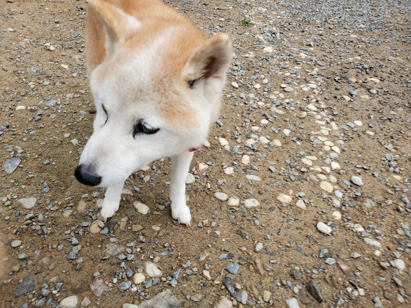 f:id:roukenhome-ann:20191010083043j:plain