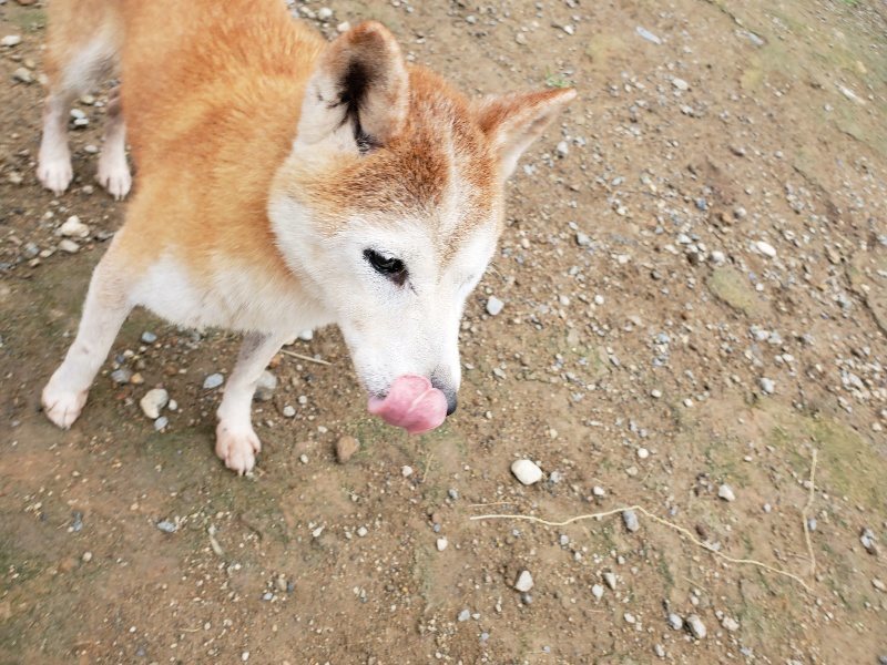 f:id:roukenhome-ann:20191010083435j:plain