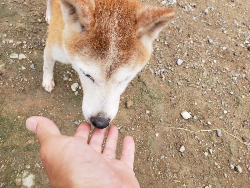 f:id:roukenhome-ann:20191010083441j:plain
