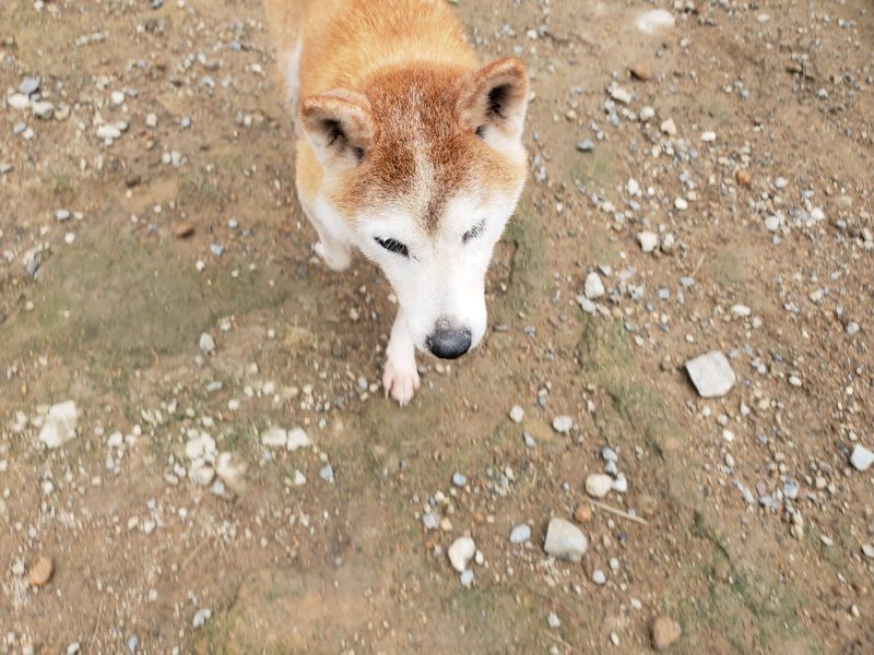 f:id:roukenhome-ann:20191010083446j:plain
