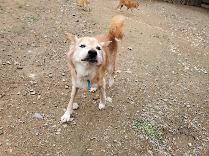 f:id:roukenhome-ann:20191010084123j:plain