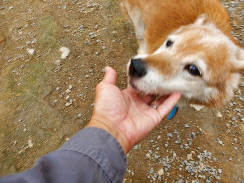 f:id:roukenhome-ann:20191010084311j:plain